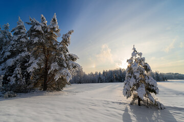 winter landscape with trees and snow