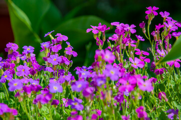 Obraz premium Aubrieta flower in bloom in spring. Spring nature. Aubrieta with blooming flower. Blossom spring season. Aubretia blossom. Aubrieta blossom. Beautiful spring Aubrieta flower garden, selective focus