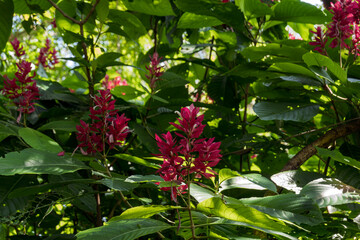 Obraz premium Bright red flowers bloom among large green leaves in a tropical garden
