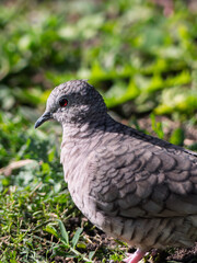 Fototapeta premium Bird stands on green grass in a garden during daylight while looking around for food