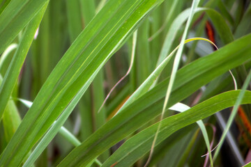 Obraz premium Close view of green grass blades in a field during the daytime near a garden