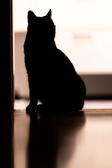 Silhouette einer Katze
