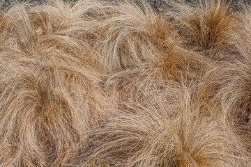 Obraz premium grass abstract