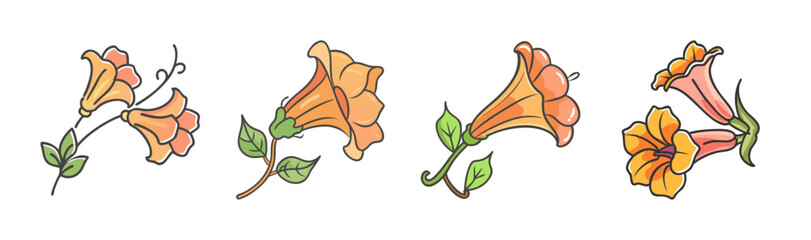Four trumpet vine flowers with green leaves, isolated on white background. © SulaimanIslam