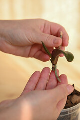 replanting indoor plants at home