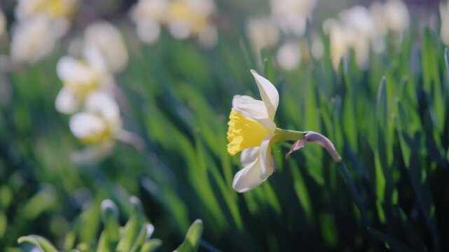 Spring Floral Display, Bright Daffodils Sway Gently, Vivid Yellow Daffodils Flourish Along Roadside During Springtime