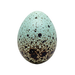 A close-up of a blue and brown speckled egg