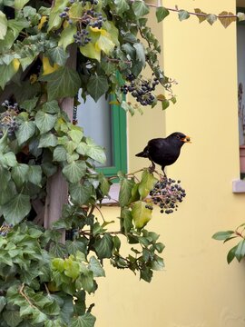 Blackbird with a berry