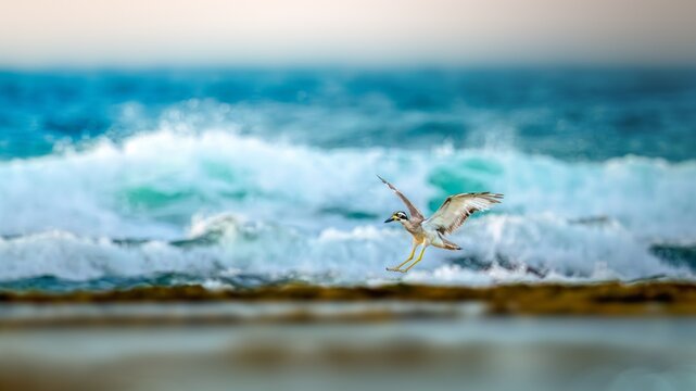 he beach stone-curlew also known as beach thick-knee is a large, ground-dwelling bird that occurs in Australasia, the islands of South-east Asia. At 55 cm and 1 kg, it is one of the world's largest sh
