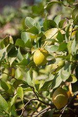a photo of a yellow lemon growing on a tree. The theme of gardening, agriculture, and proper nutrition
