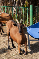 A photo of a young brown goat kneeling. The topic of animal husbandry and agriculture

