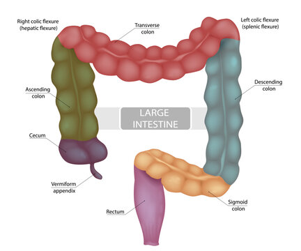 Human Large Intestine Medical Illustration Showing Colon Segments and Rectum.  Diagram with Color Coded Colon Sections and Labels