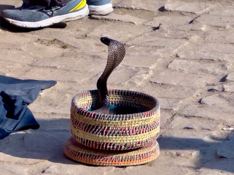 Kobra in Indien