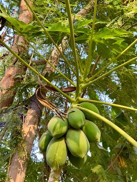 Mango-Baum