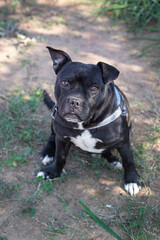 Sunny photo portrait of a thoughtful black American Bully dog, portrait from above