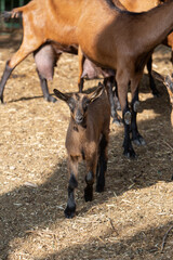 A close-up photo of a young brown goat with black ears. The topic of animal husbandry, animal care and agriculture