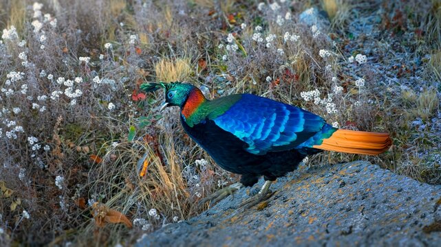 The Himalayan monal, also called Impeyan monal, is a landfowl native to Himalayan forests and shrublands at elevations of 2,100&ndash;4,500 m. It is part of the family Phasianidae and is listed as Least Con