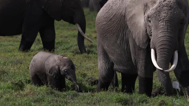 Elephants in Amboseli National Park, Kenya, Africa 