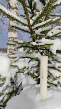 A candle burns on a spruce branch