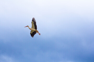 Fototapeta premium White stork flying in the sky with wings spread wide in a rural landscape