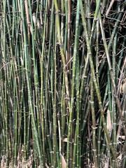 Obraz premium Green Bamboo Texture Background with Natural Stems