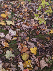 Autumn leaves blanket mossy soil in a peaceful woodland. Rich browns, yellows and greens create a natural, seasonal mood perfect for nature, outdoor or travel.