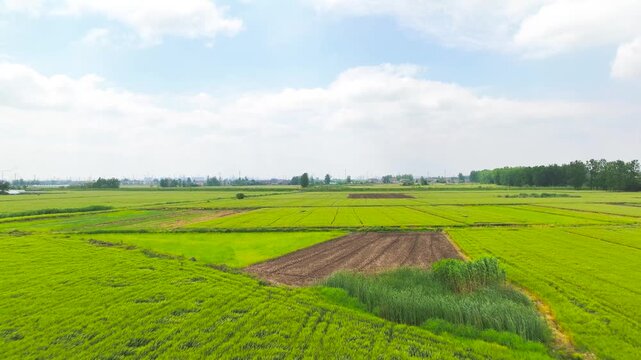 Aerial View of Green Rice Paddies and Farmland Landscape