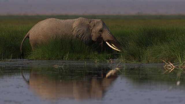 Elephants in Amboseli National Park, Kenya, Africa 