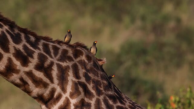 Oxpeckers on the back of a giraffe