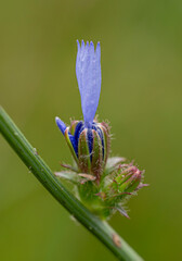 Cykoria podróżnik - Cichorium intybus L. © tom