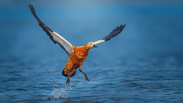 The ruddy shelduck is a bird species in the family Anatidae. It is a distinctive waterfowl, 58 to 70 cm in length with a wingspan of 110 to 135 cm. It has orange-brown body plumage with a paler head, 