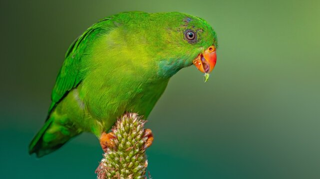 The vernal hanging parrot is a small parrot which is a resident breeder in the Indian subcontinent and some other areas of Southeast Asia. It undergoes local movements, driven mainly by the availabili