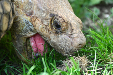 giant galapagos tortoise