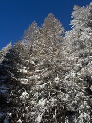 alberi di neve