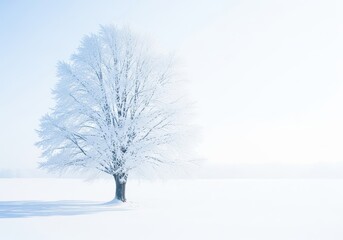Fototapeta premium A breathtaking and dense winter forest landscape covered entirely in thick white snow and shimmering hoarfrost, evoking intense cold and silence, subzero, temperature, woodland