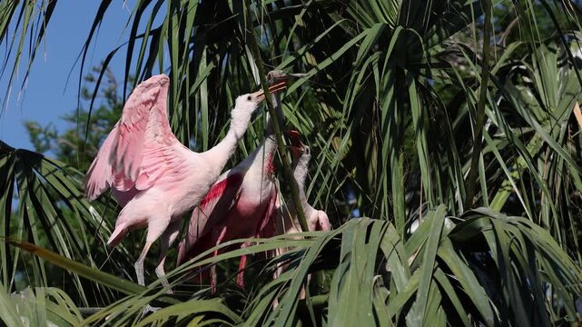 Roseate spoonbills nesting in Florida 
