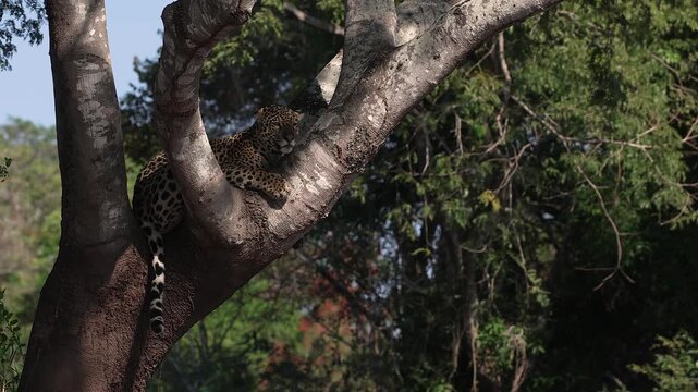 A jaguar in the Pantanal