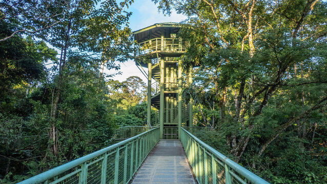 Rainforest Skywalk at the Rainforest Discovery Centre, Sandakan, Sabah, Borneo, Malaysia