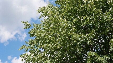 Fototapeta premium Lush green tree canopy with bright blue sky and white clouds. Nature background for environmental, ecology, summer, or spring concept. Outdoor beauty.
