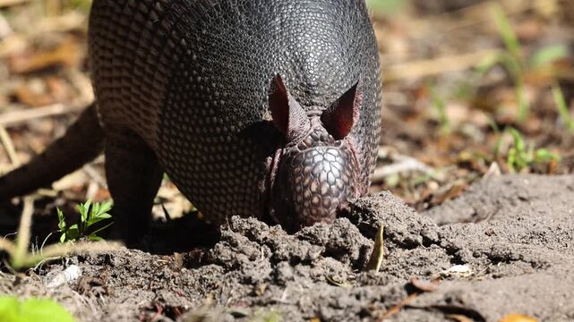 An armadillo digging for ants