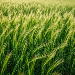 Gentle summer breeze blowing through tall green field grass under soft daylight, illustrating nature's calm and refreshing movement, freshness, wind, breeze