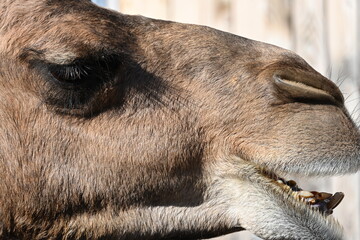 camel close up