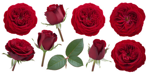 Obraz premium Collection of deep red roses and buds with green leaves against white background studio shot