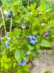 Blueberries bear fruit in the garden, berries with vitamin C.