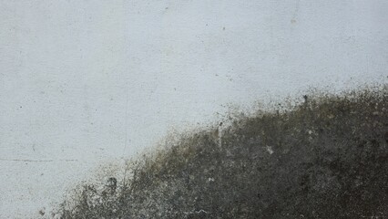 A surface of an old white plastered wall with black and dark green mold or moss stains. It indicates dampness and a dilapidated condition, suitable for use as a grunge background or damaged texture.