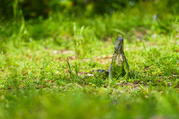 Obraz premium Green Iguana sitting in grass looking up at the camera