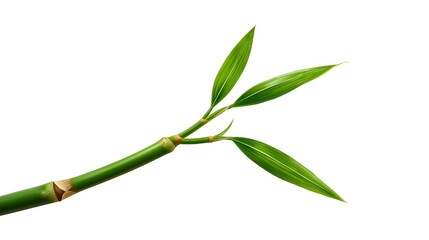Obraz premium Bamboo leaves representing freshness and eco lifestyle