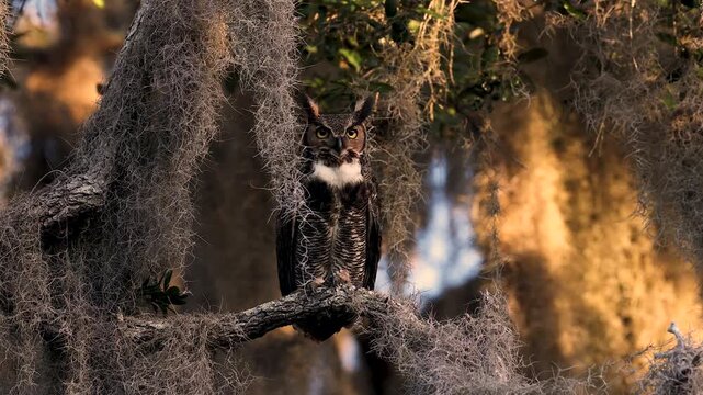 A great horned owl hooting in Florida 