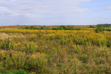 Fototapeta premium Open field with lush green grass and bright yellow flowers under a wide blue sky, capturing fresh summer nature and peaceful rural scenery.