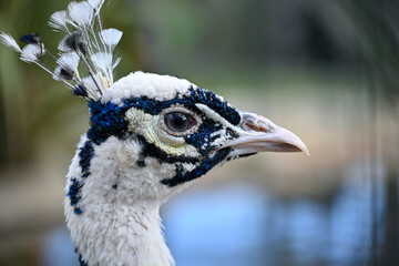 close up of a white peacock